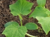 2011 1st Grade Gardeners